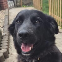 Aluna, geb. ca. 03/2025, 67814 Dannenfel, Hündin zur Adoption