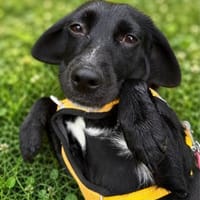 BONNIE SUCHT IHR FÜR-IMMER-ZUHAUSE, Hündin zur Adoption