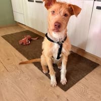 Arif-Wunderschöner aktiver Jungspund,, Hund zur Adoption