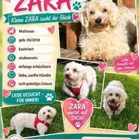 ZARA, Malteser, geb. 03/2018, Hündin zur Adoption