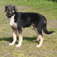 Slim King - Familienanschluss gesucht, Hund zur Adoption