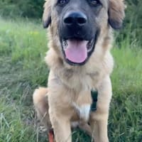 Xaver, sehr lieb, sehr sozial, Hund zur Adoption