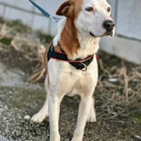 BOURBON (*2025) auf PS in 76865 Insheim, Hund zur Adoption