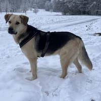 Oskar, Hund zur Adoption