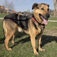 OSCAR-dein Kumpel mit Teddy-Charme, Hund zur Adoption