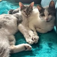 Möchten Sie Lauro aufnehmen?, Kater zur Adoption