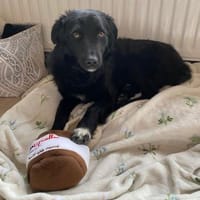 🐾Melissa🐾 sucht ihre Menschen, Hündin zur Adoption