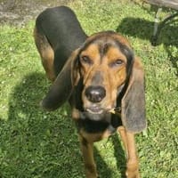 Joschi, sucht Herzensmensch, Hund zur Adoption