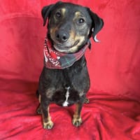 Kurby-Kleiner Herzensbub, Hund zur Adoption