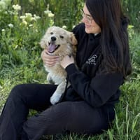 Arlo Kleiner Sonnenschein Arlo sucht sei, Hund zur Adoption