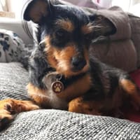 Mina sucht ein Zuhause, Hündin zur Adoption