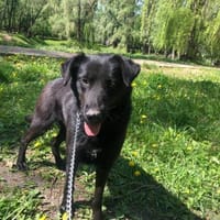 Berti sucht ihre Familie , treu,  Ruhig, Hündin zur Adoption