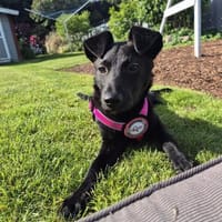 Nisha sucht ihr Für-Immer-Zuhause 💖, Hündin zur Adoption