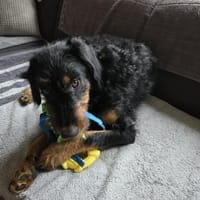 🐾Willi sucht seine Menschen 🐾, Hund zur Adoption