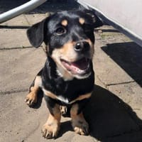 Liebvoller Loui sucht sein Glück, Hund zur Adoption