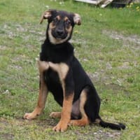 Riva - wo darf ich Zuhause sein?, Hündin zur Adoption