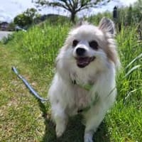 Cody, zauberhaft und katzenverträglich, Hund zur Adoption