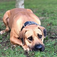 Karma - ist gut trainiert, Hündin zur Adoption