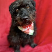 Adele -Ruhige Herzenshündin, Hündin zur Adoption