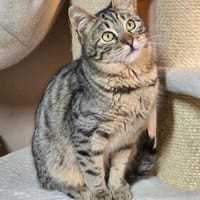 MAXIMUS, m., kastr., geb. 06/2025, Kater zur Adoption