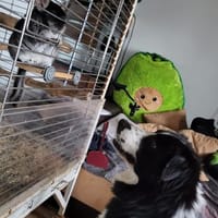 ARKANI - einfach ein abgeklärter Typ, Hund zur Adoption