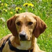 Gitano, geb. 01/24, 33142 Büren-Wewelsb., Hund zur Adoption