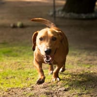 Victor sucht sein Glück ..., Hund zur Adoption