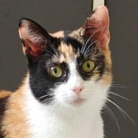 Maya, geb. ca. 07/2025, Griechenland, Katze zur Adoption