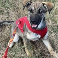 Rika, Hündin zur Adoption