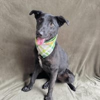 Szmoking  Fröhlicher, menschenbezogener, Hund zur Adoption