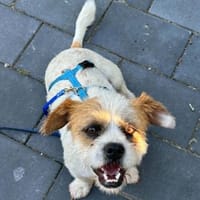 Paul + Paula herzlos ausgesetzt, Hund zur Adoption