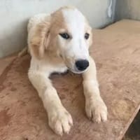 LELLE - ab Juli auf PS in Nümbrecht, Hund zur Adoption
