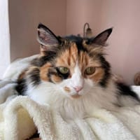 Tricolor Lady Lola sucht Einzelpalast, Katze zur Adoption