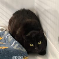 BLUEBELLE, chatte à adopter