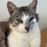 RAGNAR, chat à adopter