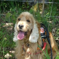 OLLIE, chienne à adopter