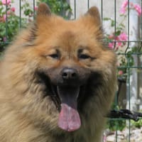 TAIKI, chienne à adopter