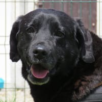 NIPPON, chien à adopter