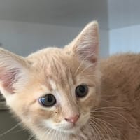 ASTRID réservée, chatte à adopter