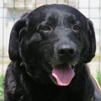 OTIS, chien à adopter