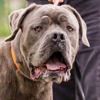 ROY, chien à adopter