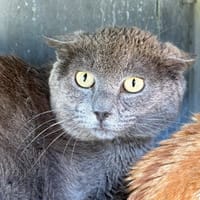Baki, chat à adopter