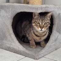 Trefle, chat à adopter
