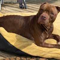 LUFFY pas sté, chien à adopter
