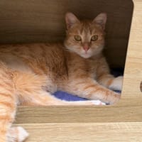 Fauvette CAB5591, chatte à adopter