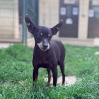 BIDOUILLE et Faluche, chien à adopter