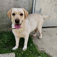 UNIKA, chienne à adopter