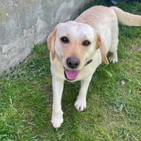 CHERIE, chienne à adopter