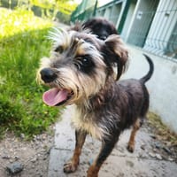 LILI, chienne à adopter