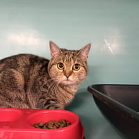 LOUNA, chatte à adopter
